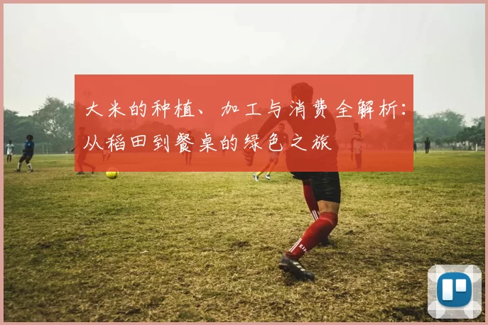 大米的种植、加工与消费全解析：从稻田到餐桌的绿色之旅